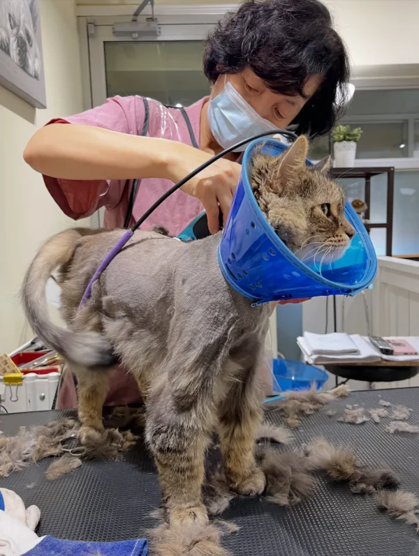 Ellen caring for a cat during a grooming appointment