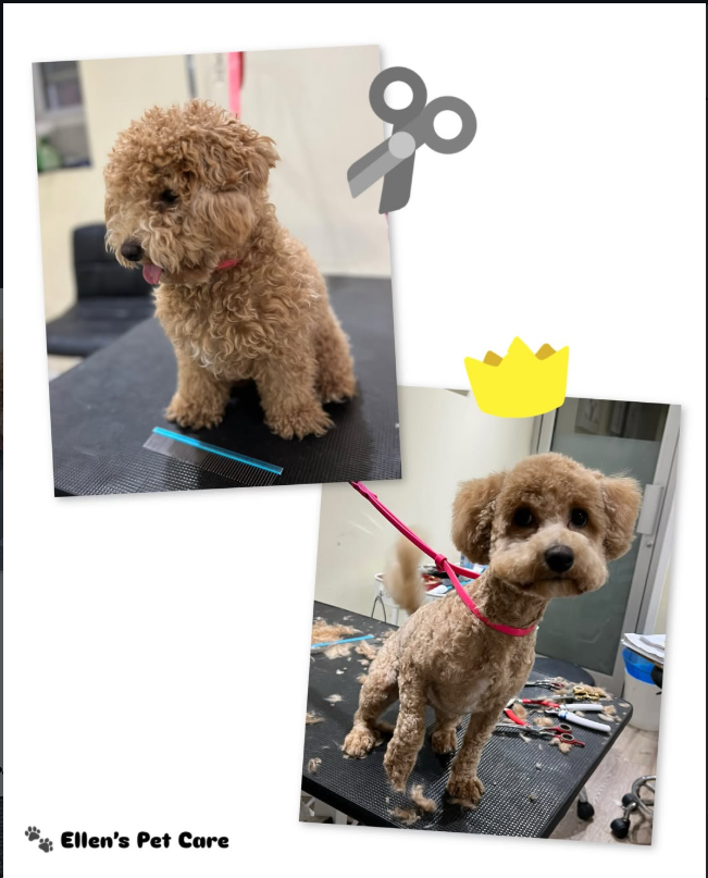 A curly dog before and after grooming at Ellen's Pet Care